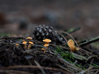 little brown mushroom in a forest at November