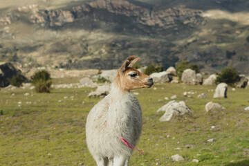Fototapeta premium Portrait of llama in a green valley in the Andes Mountains in Peru. Concept of mountain animals (South America).
