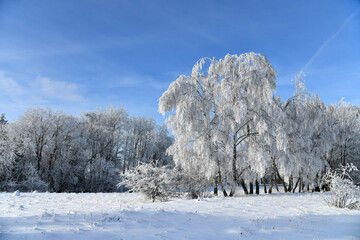 Winterlandschaft mit schneebedeckten Bäumen