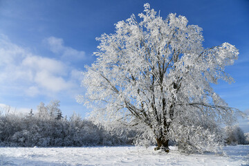 Winterlandschaft mit schneebedeckten Bäumen