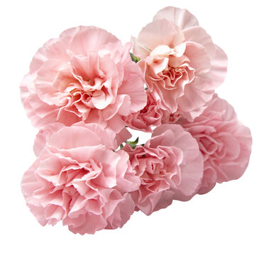 Close up photo of a pink carnation bouquet isolated over white background