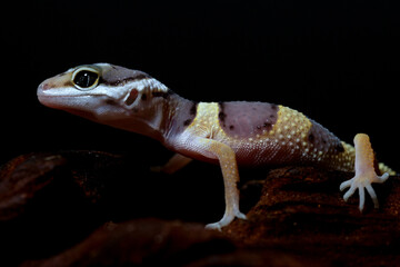 Naklejka premium Nature's Harmony: A Macro Perspective on Perfection and Beauty