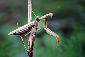 Nature's Harmony: A Macro Perspective on Perfection and Beauty