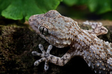Nature's Harmony: A Macro Perspective on Perfection and Beauty