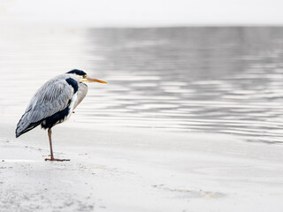 gray heron ardea cinerea