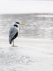 grey heron on the icy beach