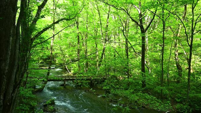 新緑の頃の奥入瀬渓流