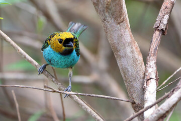 Gilt-edged Tanager (Tangara cyanoventris), isolated, photographed from the front, among foliage. bird in its natural habitat