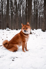Red dog in the winter woods. Running in the snow. Shiba inu walking in the woods. Dog in the wild. Ginger puppy looks like a fox.
