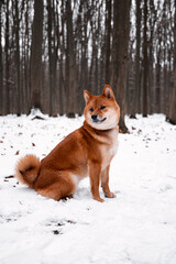 Red dog in the winter woods. Running in the snow. Shiba inu walking in the woods. Dog in the wild. Ginger puppy looks like a fox.