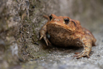 A spiny toad is walking near a highway in Italy