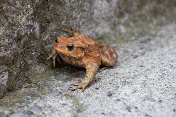 A spiny toad is walking near a highway in Italy