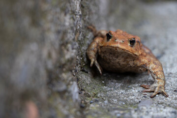 A spiny toad is walking near a highway in Italy