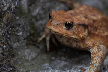 A spiny toad is walking near a highway in Italy