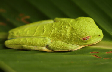 Red eyed tree frog is resting on a branch