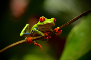 Red eyed tree frog is resting on a branch