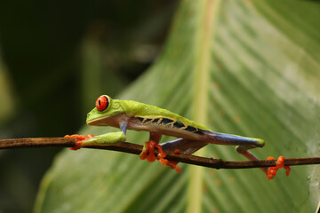 Red eyed tree frog is resting on a branch