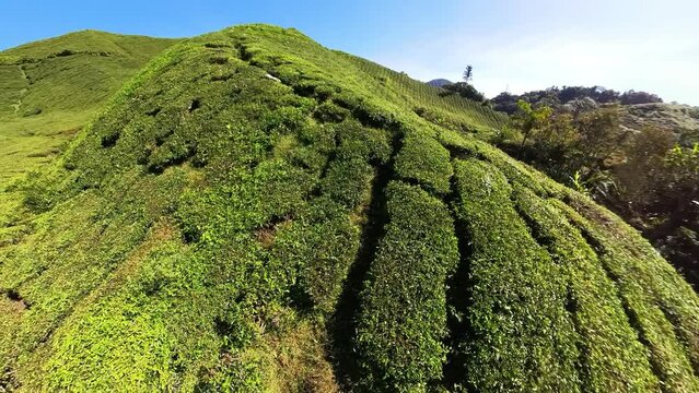 Aerial view of Cameron Highlands of Malaysian plantations. Fields spanning hundreds of acres with green tea bushes, producing some of world highest quality tea leaves. The scenery is breathtaking.