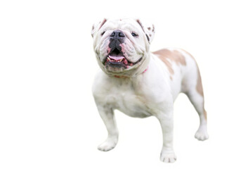Obraz premium A happy English Bulldog standing on a transparent background