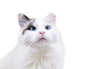 A fluffy white cat with blue eyes and its left ear tipped on a transparent background