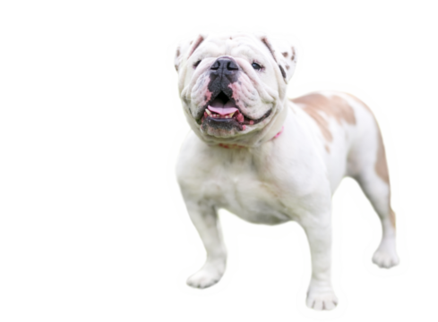 A happy English Bulldog standing on a transparent background