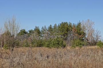 landscape of green pine trees in gray dry grass in nature against a blue sky
