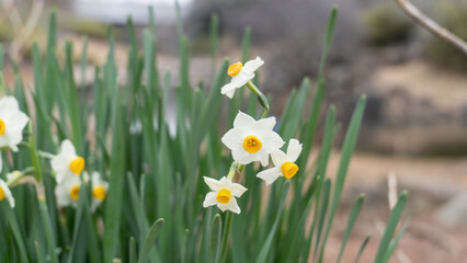 Fototapeta premium 日本水仙の花