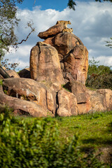 lions resting on the rock