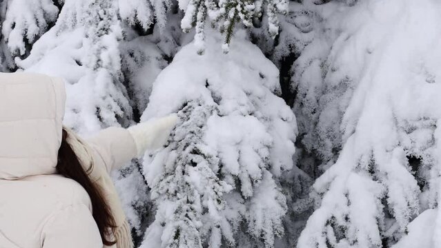 A young caucasian girl in a white down jacket with a hood and knitted mittens shakes snow from the branches of a fir tree in the winter forest of the reserve in belgium, close-up side view. Winter hol
