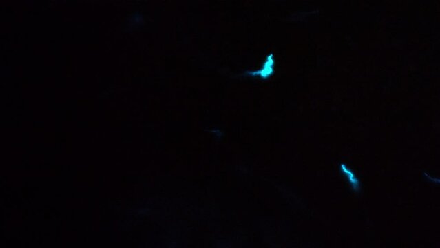 Shrimps moving in bioluminescent sea water (Noctiluca scintillans)