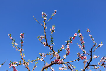 Peach trees blossom in spring