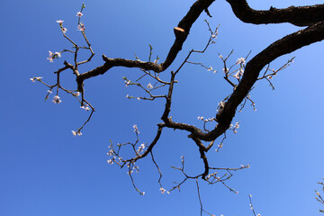 Peach trees blossom in spring