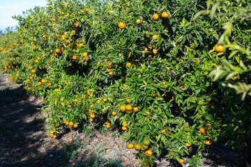 Ripe tangerines on trees in a fruit nursery
