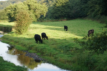 Cattle in the Meadow