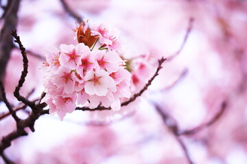 春の訪れと美しい桜