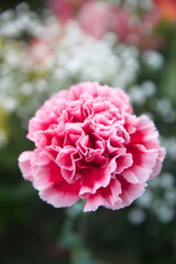 Pink Dianthus caryophyllus, carnation or clove pink,  species of Dianthus
