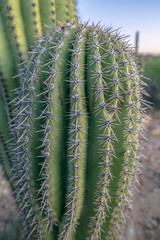Arm of a saguaro cactus in a close up view in Sabino Canyon State Park- Tucson, Arizona. Close-up of saguaro cactus with a blurred background.