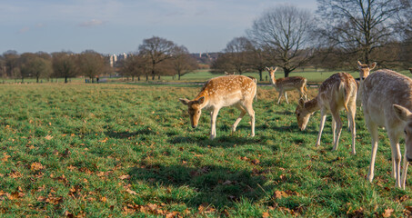 red deer grazing on the meadow in green park