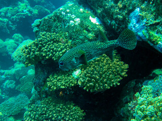 coral reef with porcupine fish