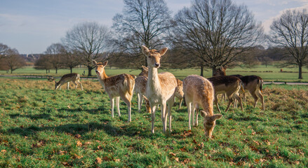red deer grazing on the meadow in green park