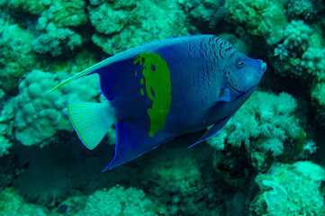 angelfish in the reef