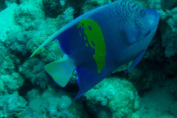angelfish in the reef