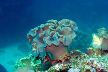 Fototapeta na wymiar toadstool leather coral