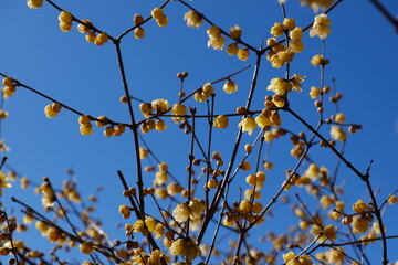 蝋梅　wintersweet (Chimonanthus praecox)