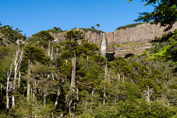 Salto Punta Negra y Bosque de Araucarias en la Araucanía Andina, region de la Araucania, Chile