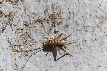 cricket on wall