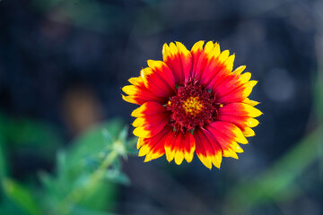 yellow and red flower