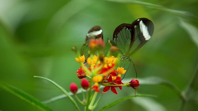 Glasswing butterfly in nature sanctuary 