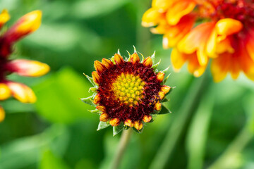 red and yellow wild flower