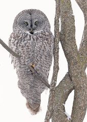 Great Grey Owl sitting on a tree branch in the forest, Quebec, Canada